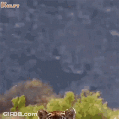 A Tiger Is Jumping In The Air In A Field . GIF