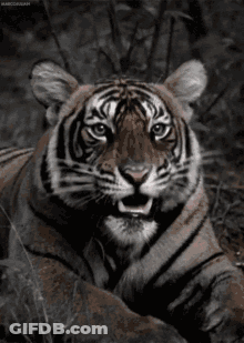 A Tiger Is Laying Down With Its Mouth Open GIF