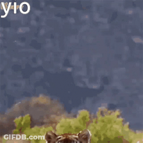 A Tiger Is Running In A Field With The Word Vio Written On The Bottom GIF