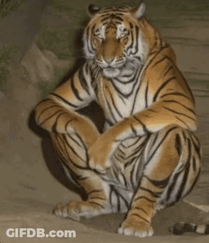 A Tiger Is Squatting Down On The Ground With Its Legs Crossed GIF