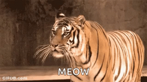 A Tiger Is Standing Next To A Wooden Fence And Looking At The Camera . GIF