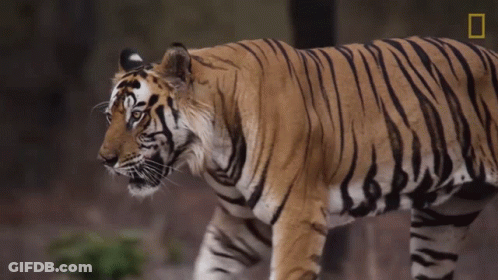 A Tiger Is Walking In The Woods With A National Geographic Logo In The Background GIF
