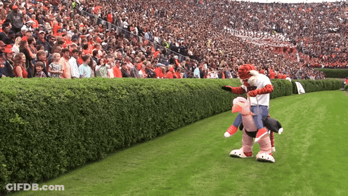 A Tiger Mascot Is Carrying A Pig On His Back In Front Of A Crowd GIF