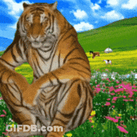 A Tiger Sits In A Field Of Flowers GIF