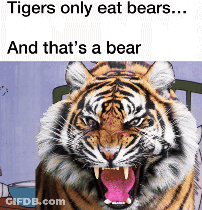 A Tiger With Its Mouth Open And The Words Tigers Only Eat Bears And That 'S A Bear Below It GIF