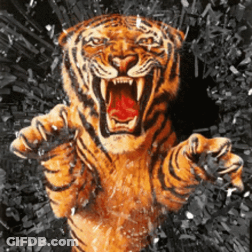A Tiger With Its Mouth Open Is Breaking Through A Glass Wall GIF