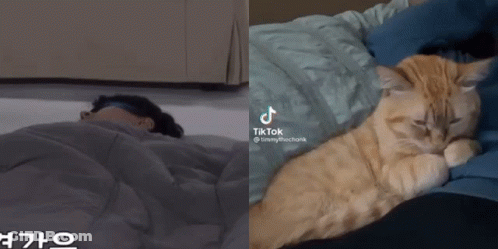 A Tik Tok Video Of A Cat Sleeping Next To A Person Sleeping GIF