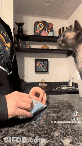 A Tiktok Video Of A Cat Looking At A Person Holding A Bag GIF