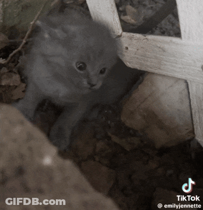 A Tiktok Video Of A Kitten Is Being Shared By Emily Jennnette GIF