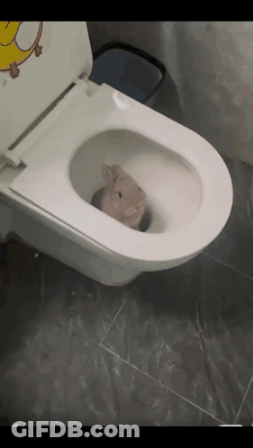 A Toilet With A Cartoon Duck On The Seat GIF