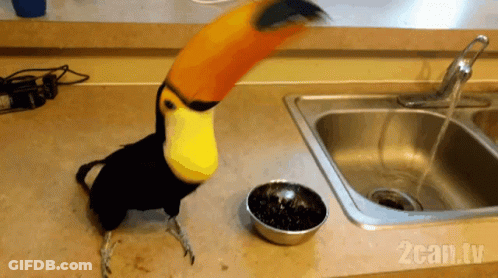 A Toucan Is Standing Next To A Bowl Of Food In Front Of A Sink With 2Can.tv Written On The Bottom GIF