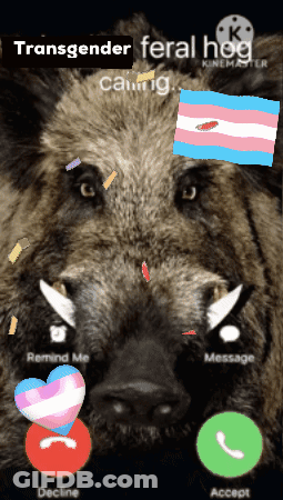 A Transgender Feral Hog On A Phone Screen GIF