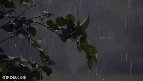A Tree Branch In The Rain With Leaves Covered In Water Drops . GIF