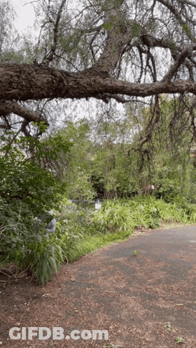 A Tree Branch Is Hanging Over A Road In The Woods GIF