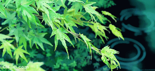 A Tree Branch With Green Leaves And Water Drops GIF