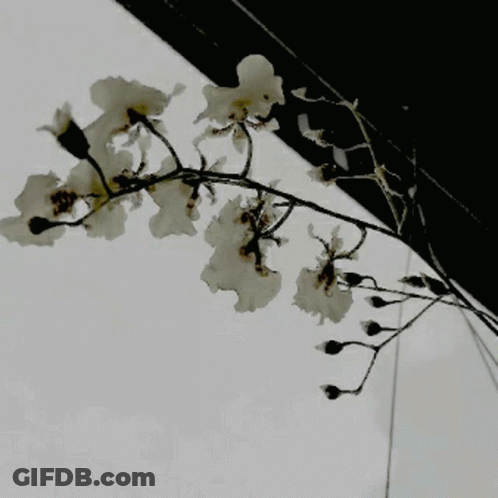 A Tree Branch With White Flowers Against A White Sky GIF
