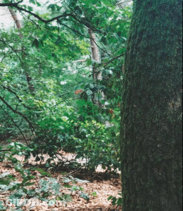A Tree In A Forest With Lots Of Leaves And Branches GIF