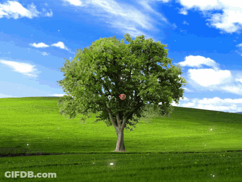 A Tree In A Grassy Field With A Blue Sky GIF
