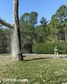 A Tree In A Park With A Person Walking By GIF