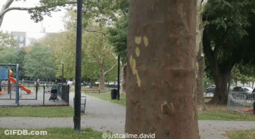 A Tree In A Park With The Words Justcallme.david On The Bottom GIF