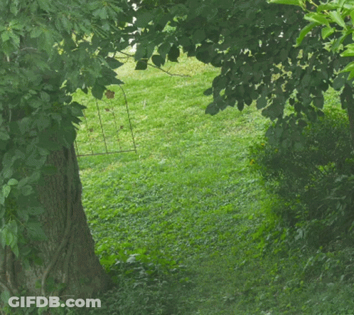 A Tree In The Middle Of A Grassy Area With A Fence In The Background GIF