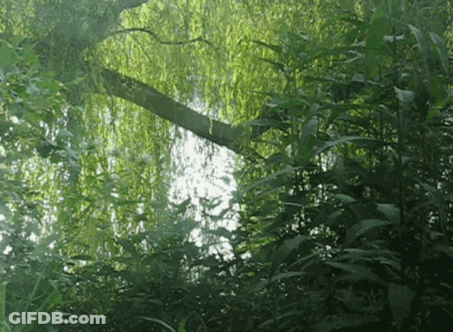 A Tree With Lots Of Green Leaves Is Reflected In A Pond GIF
