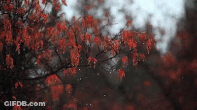 A Tree With Red Leaves And Rain Drops Falling On It . GIF