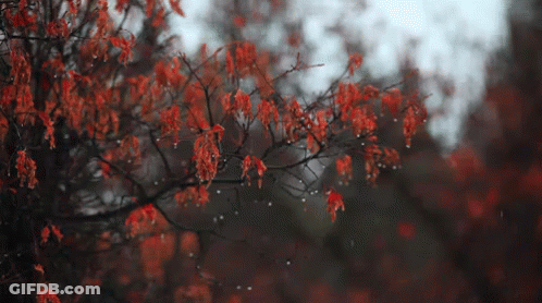 A Tree With Red Leaves Is Covered In Rain Drops GIF