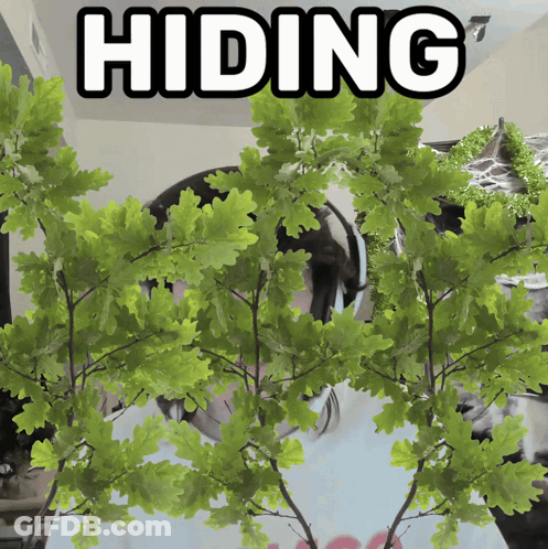 A Tree With The Word Hiding On It GIF