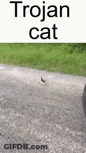 A Trojan Cat Walking Down A Gravel Road Next To A Car GIF