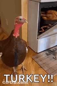 A Turkey Is Standing In Front Of An Oven With The Words `` Turkey !! '' Written On It . GIF