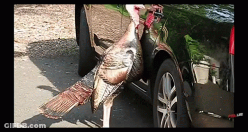 A Turkey Is Standing Next To A Car On The Side Of A Road . GIF