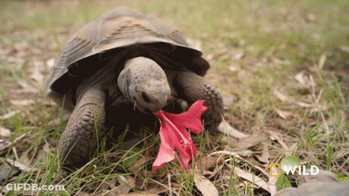 A Turtle Eating A Red Flower With A National Geographic Logo In The Corner GIF