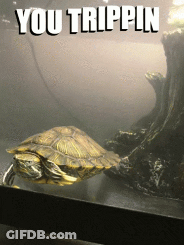 A Turtle In A Tank With The Words You Trippin Written Above It GIF