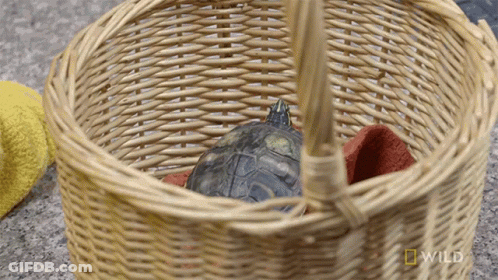 A Turtle In A Wicker Basket With A National Geographic Logo GIF