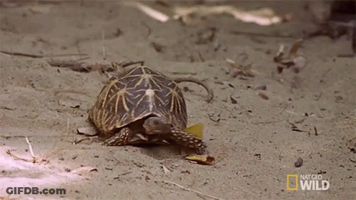 A Turtle Is Crawling On The Ground In The Sand . GIF