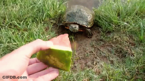 A Turtle Is Eating A Slice Of Watermelon From A Person 'S Hand In The Grass . GIF