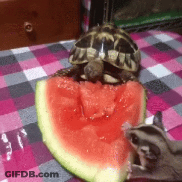 A Turtle Is Eating A Slice Of Watermelon Next To A Glider GIF