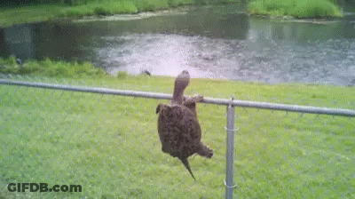 A Turtle Is Hanging Upside Down On A Fence Next To A Body Of Water . GIF
