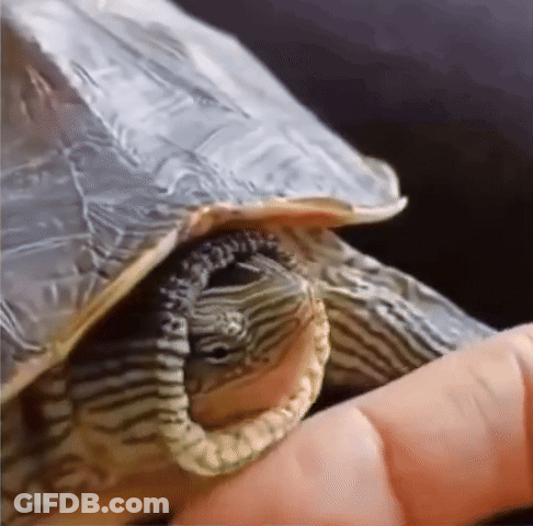 A Turtle Is Laying On A Person 'S Hand And Looking At The Camera GIF