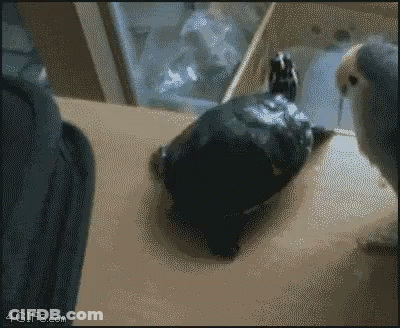 A Turtle Is Laying On A Table Next To A Parrot And A 4Gifs.com Logo GIF