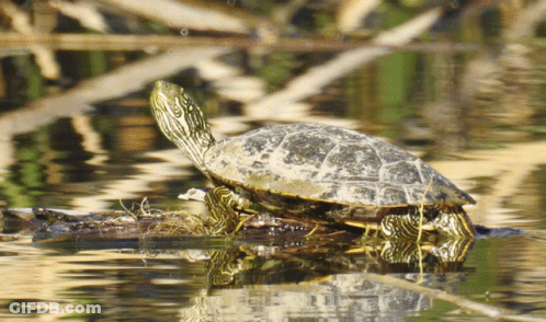 A Turtle Is Sitting On A Log In A Body Of Water GIF