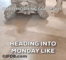 A Turtle Is Sitting On Top Of A Dog On A Tile Floor . GIF