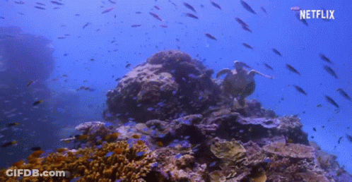 A Turtle Is Swimming In A Coral Reef With A Netflix Logo Behind It GIF