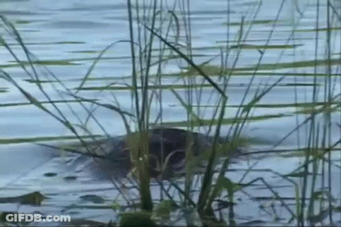 A Turtle Is Swimming In A Lake With Tall Grass In The Foreground . GIF