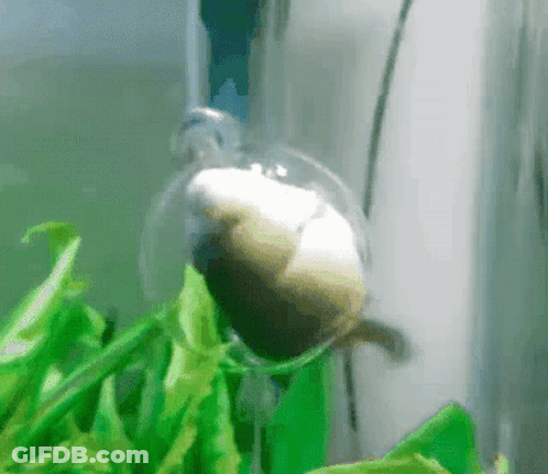 A Turtle Is Swimming In A Tank With Green Plants .. GIF