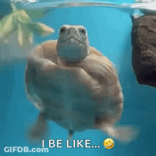 A Turtle Is Swimming In The Water And Saying I Be Like GIF