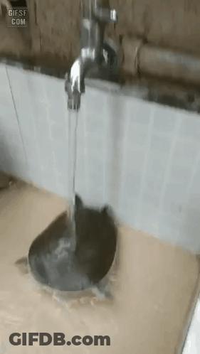 A Turtle Is Swimming Under A Faucet In A Sink . GIF