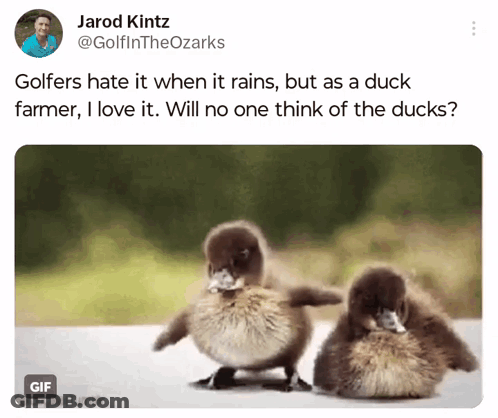 A Tweet By Jarod Kintz Has A Picture Of Ducklings Dancing GIF