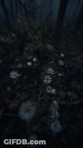 A Twig With Water Drops On It In A Dark Forest GIF